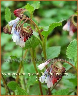 Symphytum grandiflorum &#039;Wisley Blue&#039; | Smeerwortel