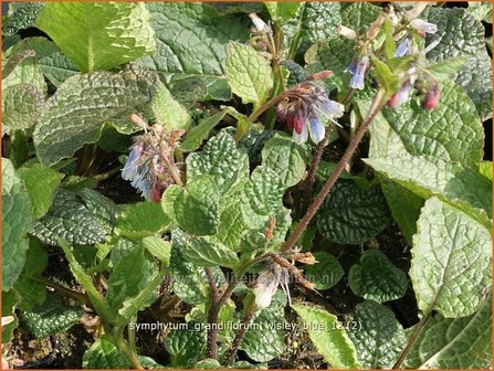 Symphytum grandiflorum &#039;Wisley Blue&#039; | Smeerwortel