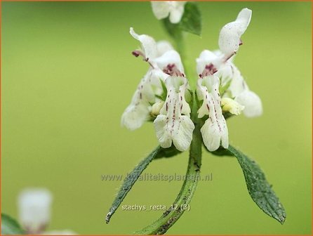 Stachys recta | Bergandoorn