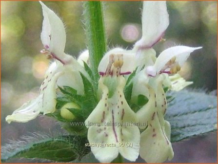 Stachys recta | Bergandoorn