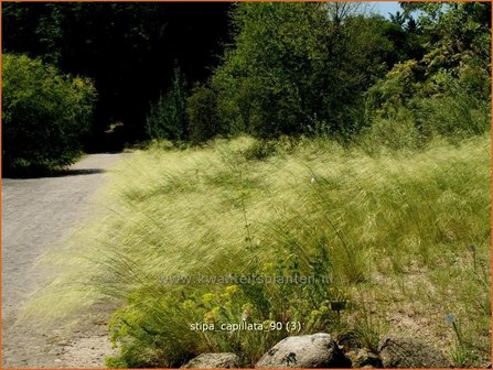 Stipa capillata | Vedergras