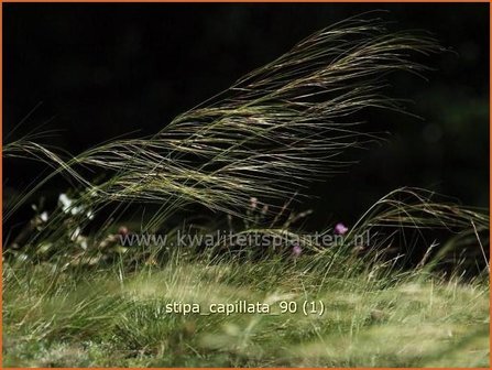 Stipa capillata | Vedergras