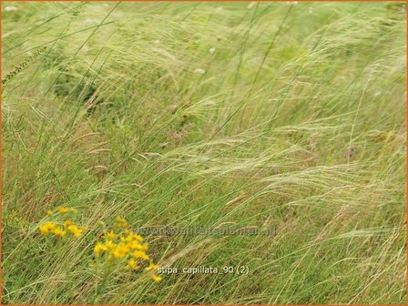 Stipa capillata | Vedergras