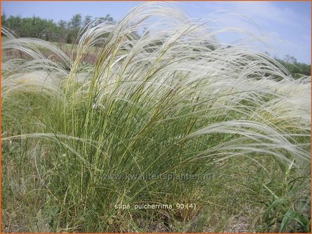 Stipa pulcherrima | Vedergras