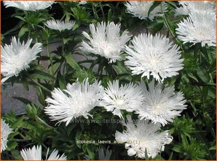 Stokesia laevis &#039;Alba&#039; | Korenbloemaster