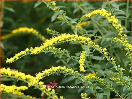 Solidago rugosa &#039;Fireworks&#039; | Guldenroede | Raue Goldrute | Rough-Leaved Goldenrod