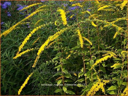 Solidago rugosa &#039;Fireworks&#039; | Guldenroede