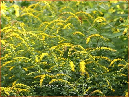 Solidago rugosa &#039;Fireworks&#039; | Guldenroede