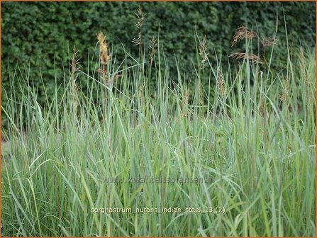 Sorghastrum nutans &#039;Indian Steel&#039; | Goudbaardgras