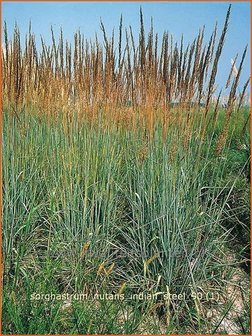 Sorghastrum nutans &#039;Indian Steel&#039; | Goudbaardgras