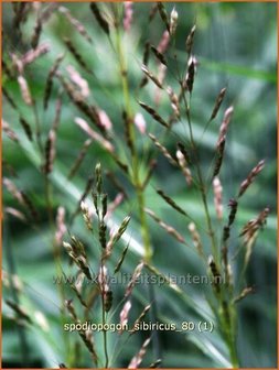 Spodiopogon sibiricus | Siberisch siergras | Zottengras