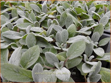 Stachys byzantina &#039;Big Ears&#039; | Ezelsoor, Andoorn, Bereoren