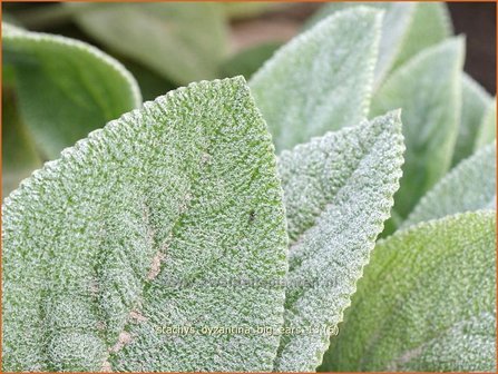 Stachys byzantina &#039;Big Ears&#039; | Ezelsoor, Andoorn, Bereoren