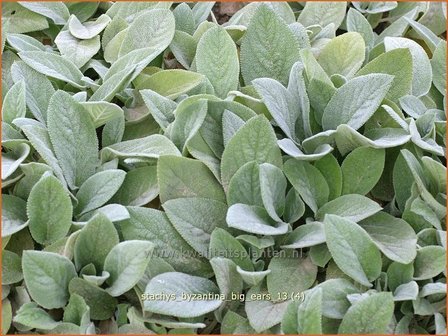 Stachys byzantina &#039;Big Ears&#039; | Ezelsoor, Andoorn, Bereoren