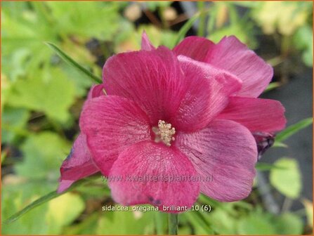 Sidalcea oregana &#039;Brilliant&#039; | Griekse malva