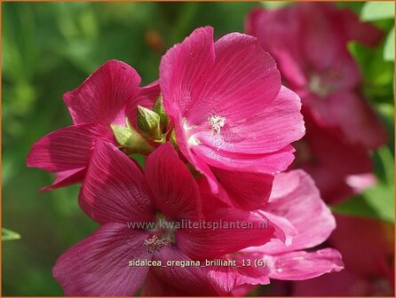 Sidalcea oregana &#039;Brilliant&#039; | Griekse malva