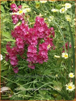 Sidalcea oregana &#039;Brilliant&#039; | Griekse malva