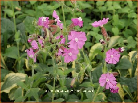 Silene dioica &#039;Valley High&#039; | Dagkoekoeksbloem, Koekoeksbloem, Lijmkruid