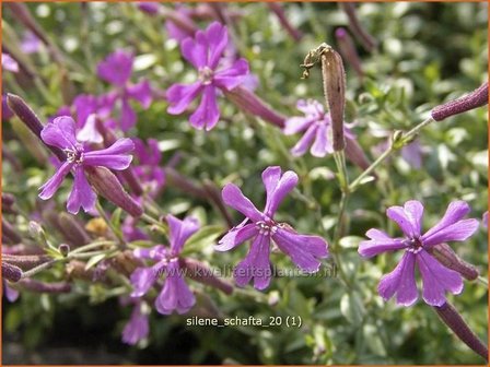 Silene schafta | Lijmkruid, Koekoeksbloem, Hemelroosje