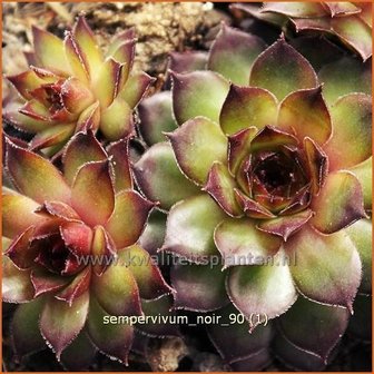 Sempervivum &#039;Noir&#039; | Huislook, Donderblad