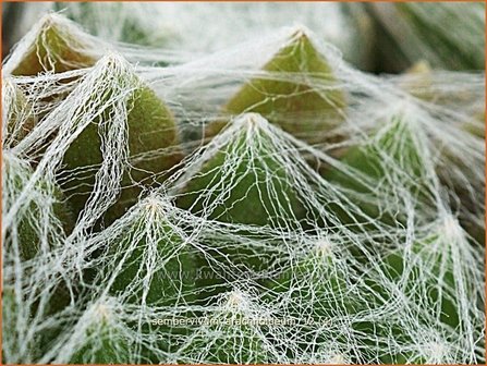 Sempervivum arachnoideum | Huislook, Donderblad, Spinnenwebhuislook