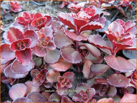 Sedum spurium &#039;Fuldaglut&#039; | Kaukasische muurpeper, Roze vetkruid, Vetkruid