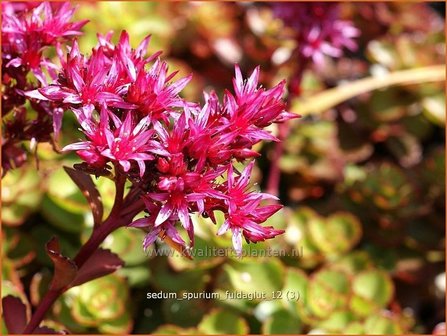 Sedum spurium &#039;Fuldaglut&#039; | Kaukasische muurpeper, Roze vetkruid, Vetkruid