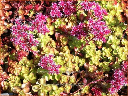 Sedum spurium &#039;Fuldaglut&#039; | Kaukasische muurpeper, Roze vetkruid, Vetkruid