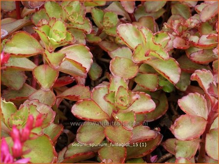 Sedum spurium &amp;#39;Fuldaglut&amp;#39;