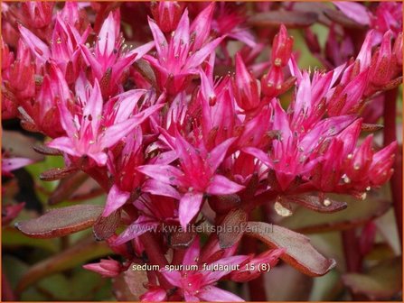 Sedum spurium &#039;Fuldaglut&#039; | Kaukasische muurpeper, Roze vetkruid, Vetkruid