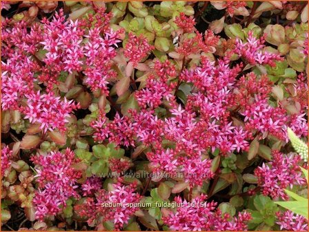 Sedum spurium &#039;Fuldaglut&#039; | Kaukasische muurpeper, Roze vetkruid, Vetkruid