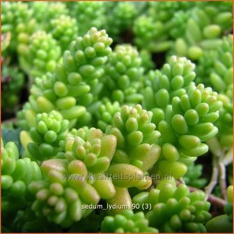 Sedum lydium | Hemelsleutel, Vetkruid