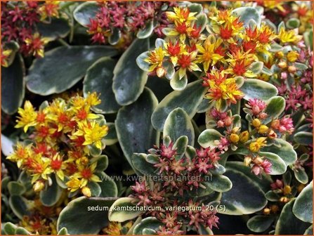 Sedum kamtschaticum &#039;Variegatum&#039; | Kamtsjatka vetkruid, Russische muurpeper, Vetkruid | Kamtschatka-Fettblatt | Kamch