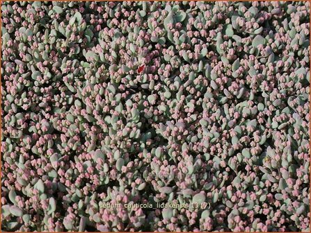 Sedum cauticola &#039;Lidakense&#039; | Hemelsleutel, Vetkruid