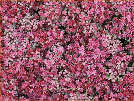 Sedum cauticola &#039;Lidakense&#039; | Hemelsleutel, Vetkruid