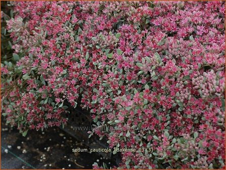 Sedum cauticola &#039;Lidakense&#039; | Hemelsleutel, Vetkruid