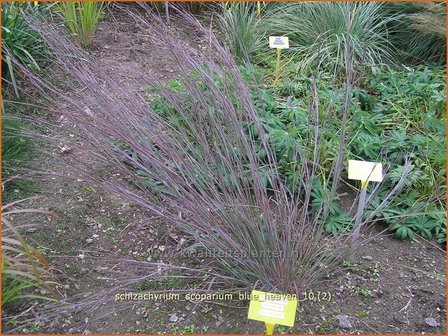 Schizachyrium scoparium &#039;Blue Heaven&#039; | Klein prairiegras