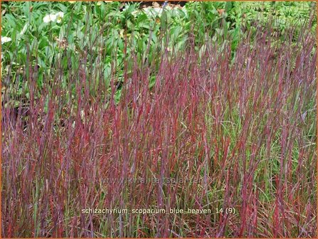 Schizachyrium scoparium &#039;Blue Heaven&#039; | Klein prairiegras