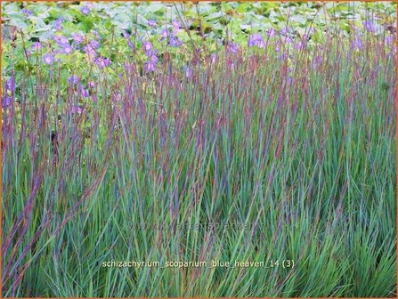 Schizachyrium scoparium &#039;Blue Heaven&#039; | Klein prairiegras