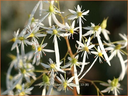 Saxifraga cortusifolia fortunei | Steenbreek