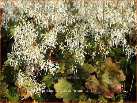 Saxifraga cortusifolia fortunei | Steenbreek