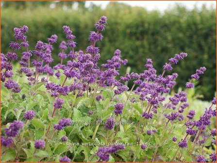 Salvia verticillata &#039;Purple Rain&#039; | Kranssalie, Salvia