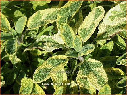 Salvia officinalis &#039;Icterina&#039; | Salie, Keukensalie