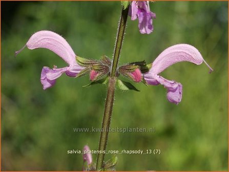 Salvia pratensis &#039;Rose Rhapsody&#039; | Veldsalie, Salie, Salvia | Wiesen-Salbei