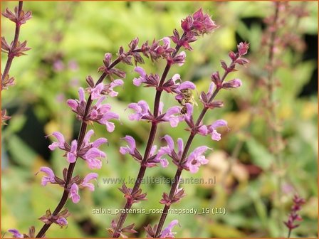 Salvia pratensis &#039;Rose Rhapsody&#039; | Veldsalie, Salie, Salvia | Wiesen-Salbei