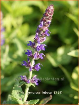 Salvia nemorosa &#039;Lubeca&#039; | Salie, Salvia