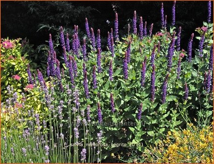 Salvia nemorosa &#039;Negrito&#039; | Salie, Salvia