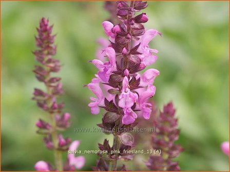 Salvia nemorosa &#039;Pink Friesland&#039; | Salie, Salvia