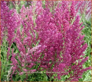 Salvia nemorosa &#039;Schwellenburg&#039; | Salie, Salvia