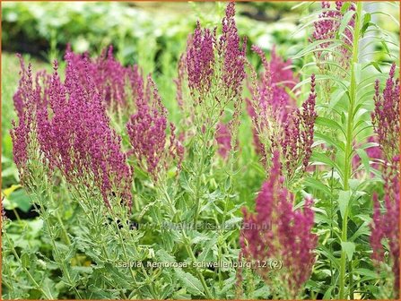 Salvia nemorosa &#039;Schwellenburg&#039; | Salie, Salvia